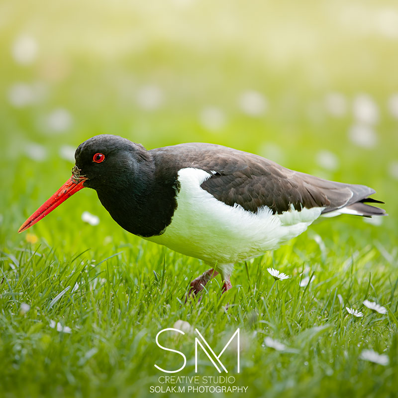 Galeria zdjęć Ptaków Fot. SolakMPhotography