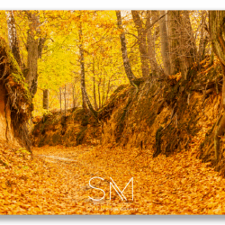 Roztoczański Wąwóz w okolicy wsi Średniówka Fot.Michał Solak Roztoczański Wąwóz w okolicy wsi Średniówka Fot.Michał Solak